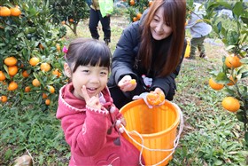 みかん狩り1