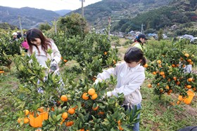 みかん狩り2