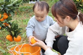 みかん狩り3