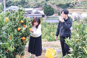 みかん狩り4