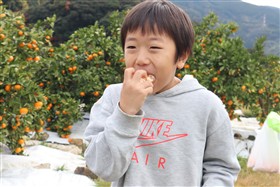 みかん狩り5