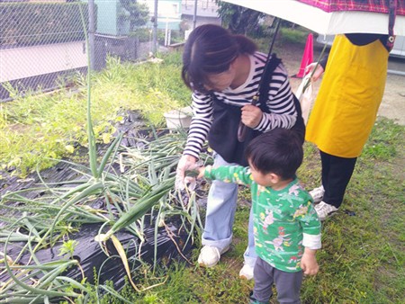 玉ねぎ収穫体験