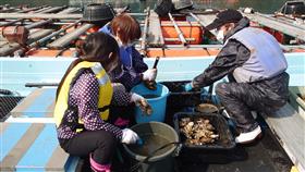 牡蠣収穫1