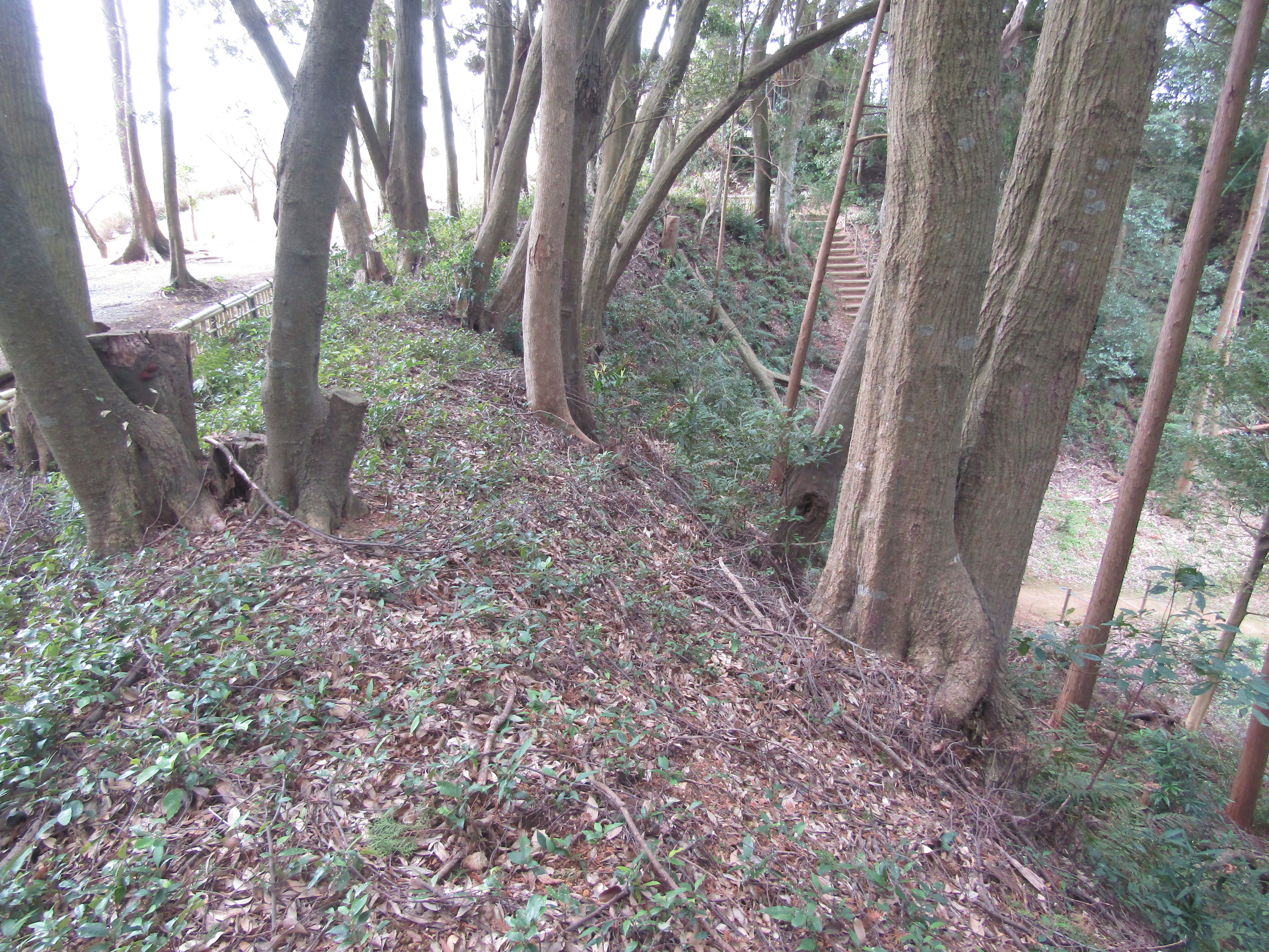 中尾城跡（土塁）