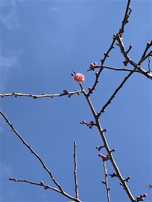 伸びた枝の先に咲く1輪の梅の花